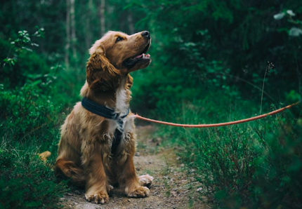 In Italia mille cani rubati ogni anno